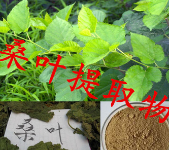 《桑叶提取物中1-脱氧野尻霉素的检测 高效液相色谱法》意见征求-气相色谱仪厂家_国产气相色谱仪_白酒分析气相色谱仪-山东BSport体育官网科学仪器有限公司