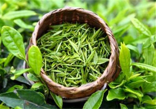 气相色谱仪检测茶多酚含量方法出炉 助力茶叶生产与消费-气相色谱仪厂家_国产气相色谱仪_白酒分析气相色谱仪-山东BSport体育官网科学仪器有限公司